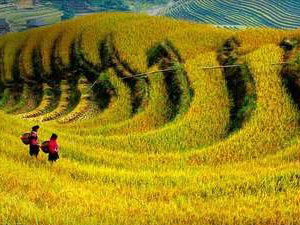 nong1.jpg