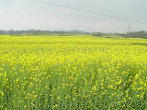 nong2.jpg