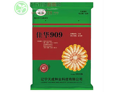 佳華909力爭(zhēng)為種植者帶來(lái)更高的經(jīng)濟(jì)效益1.jpg 佳華909力爭(zhēng)為種植者帶來(lái)更高的經(jīng)濟(jì)效益1.jpg