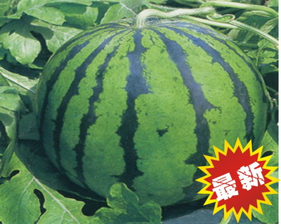 �w������